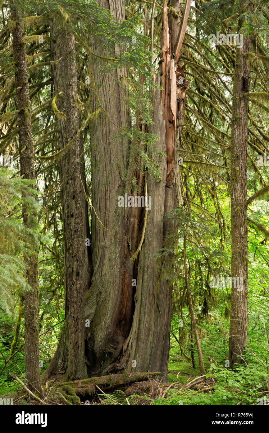WA15476-00...WASHINGTON - Massive trees growing in the Grove of the Patriachs on an island in the Ohanapecosh River; Mount Rainier National Park. Stock Photo