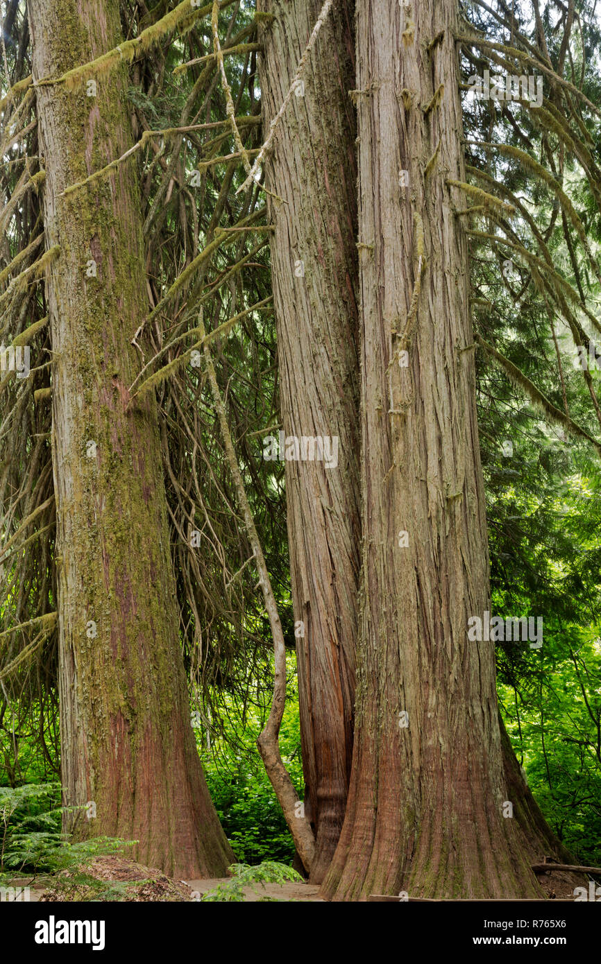 WASHINGTON - Large western red cedar trees growing along the boardwalk trail through the Grove of the Patriarchs; Mt. Rainier National Park. Stock Photo