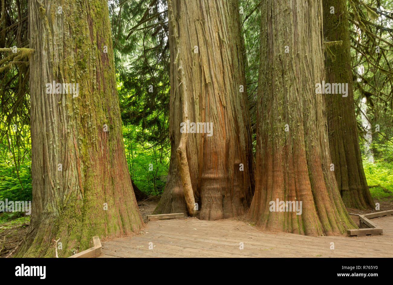 Cedar trees hires stock photography and images Alamy