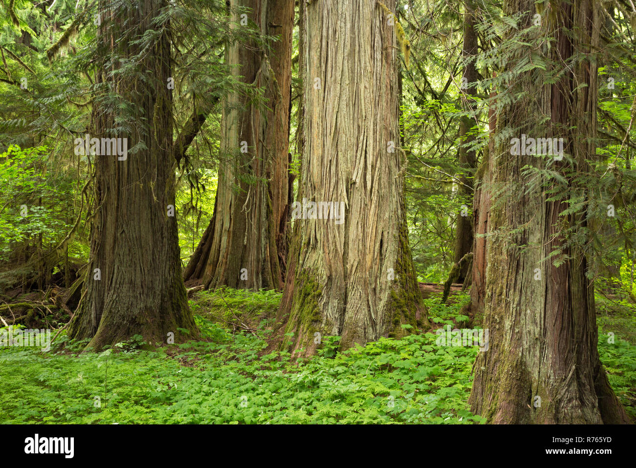WASHINGTON - Large western red cedar trees growing along the boardwalk trail through the Grove of the Patriarchs; Mt. Rainier National Park. Stock Photo