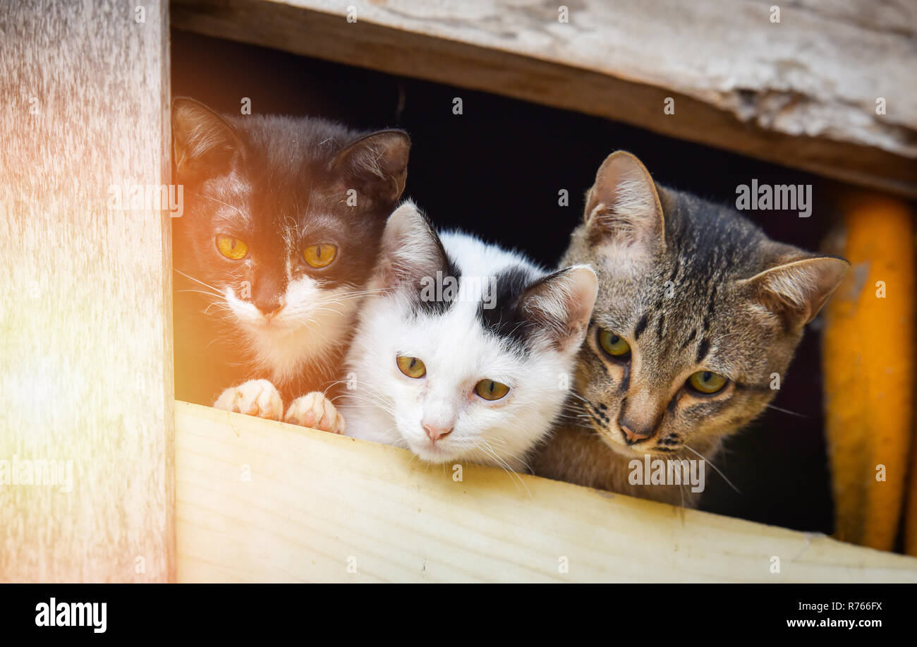 Multi Striped Cat High Resolution Stock Photography And Images Alamy Multi Striped Cat High Resolution Stock Photography And Images Alamy