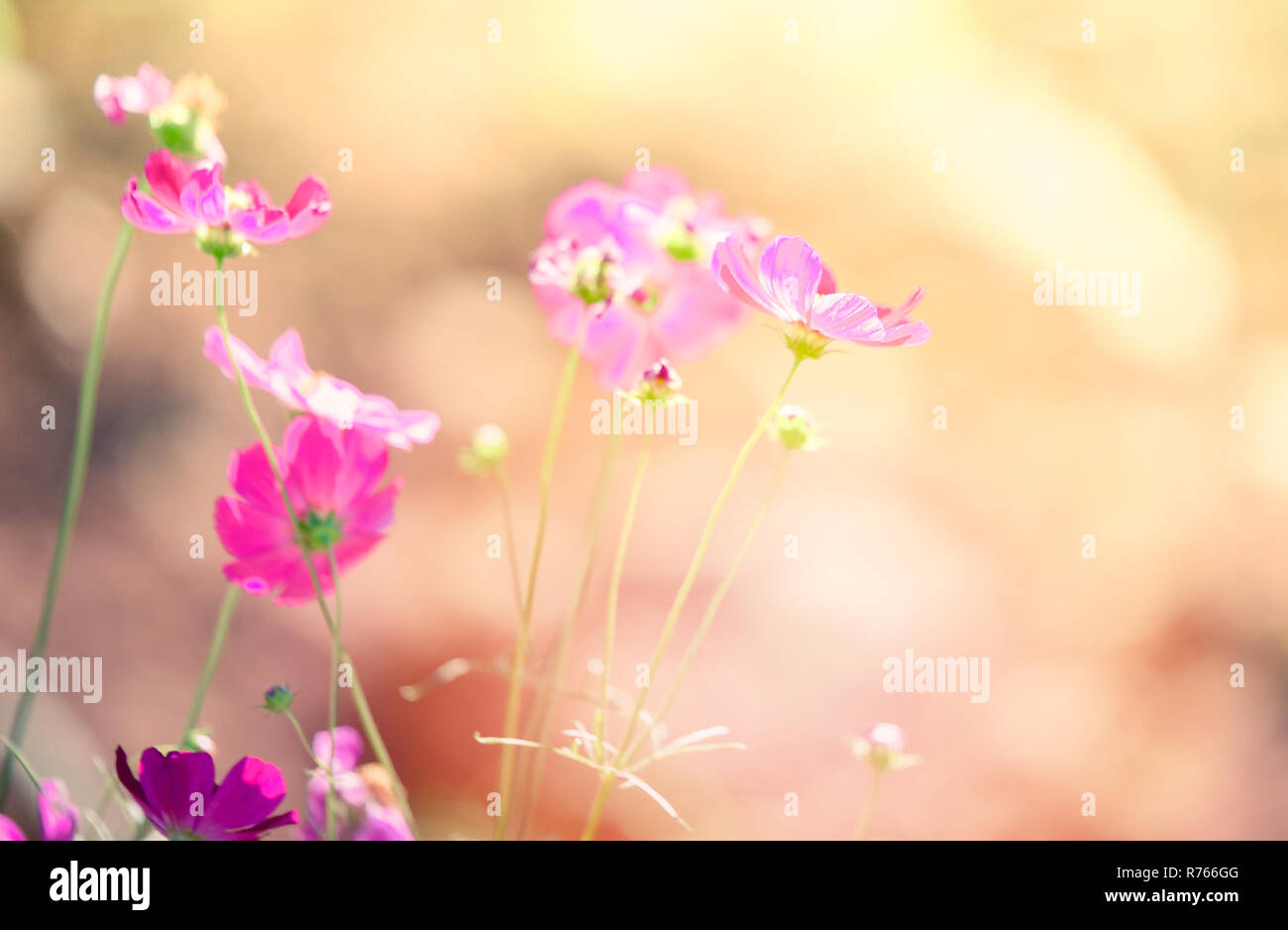 Beautiful cosmos flower sunrise hi-res stock photography and images - Alamy