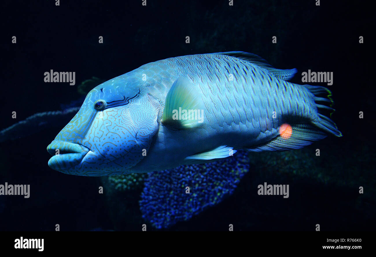 Humphead maori wrasse fish / Napoleon fish swimming marine life underwater ocean (Cheilinus undulatus) Stock Photo