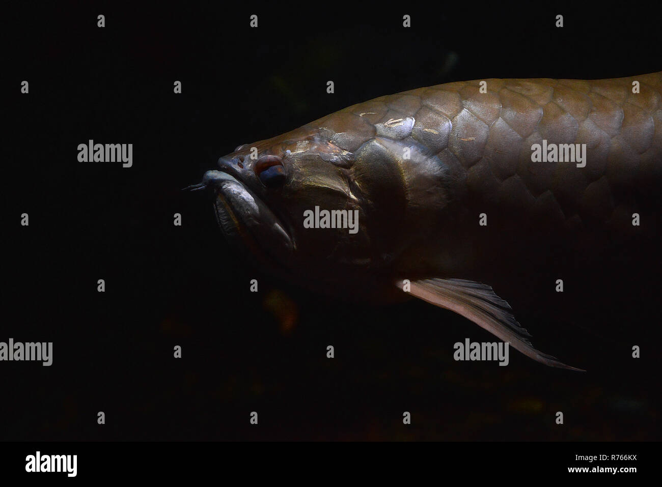 Arowana fish fish silver arowana swimming in tank underwater