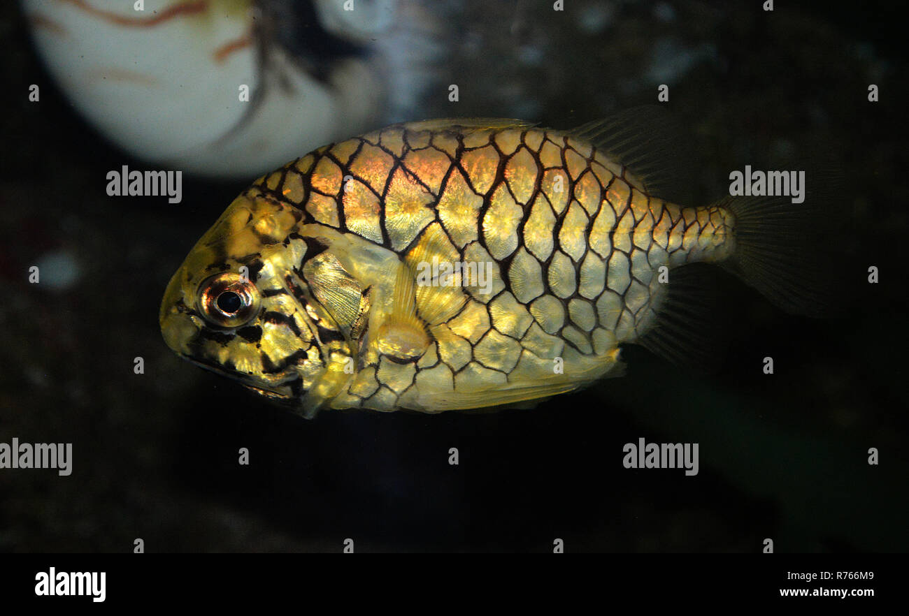 pineapple fish or Cleidopus gloriamaris / Underwater photography of pineapple fish yellow swimming marine life underwater ocean Stock Photo