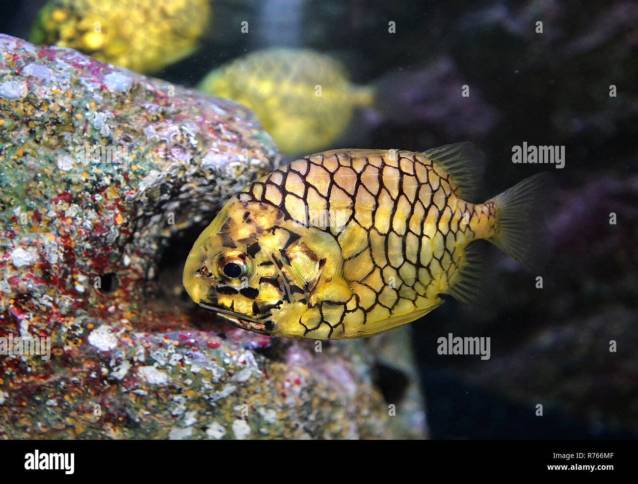 pineapple fish or Cleidopus gloriamaris / Underwater photography of  pineapple fish yellow swimming marine life underwater ocean Stock Photo -  Alamy
