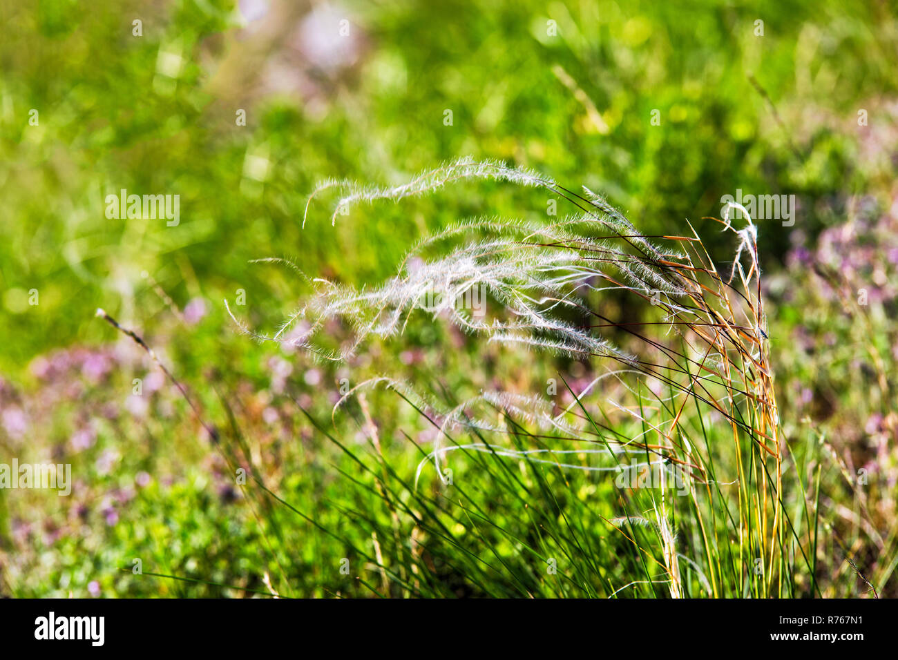Mat grass on a hot summer sultry day. field of feather grass Stock Photo