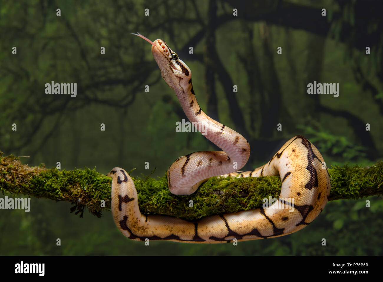 A close up of a baby bumble bee royal python. It is coiled around a tree branch with its head up and tongue out Stock Photo