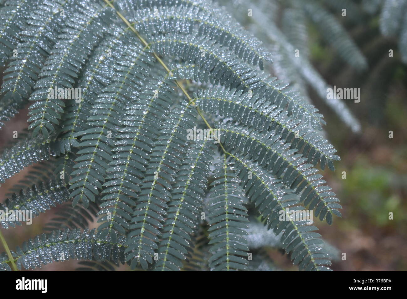 Wet Mimosa tree leaves Stock Photo Alamy