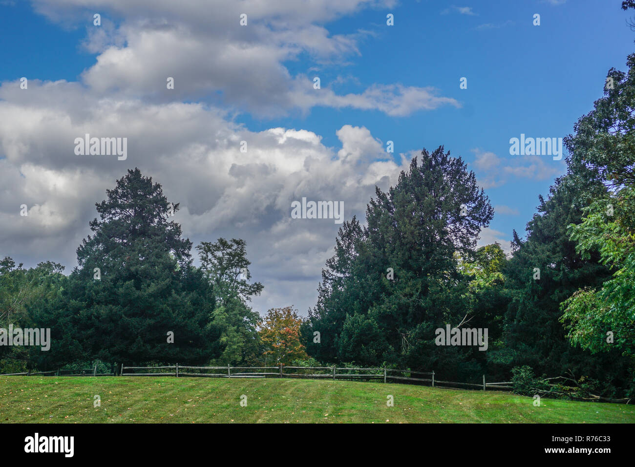 CrotonOnHudson, NY, USA The historic Croton Yews, English Yews