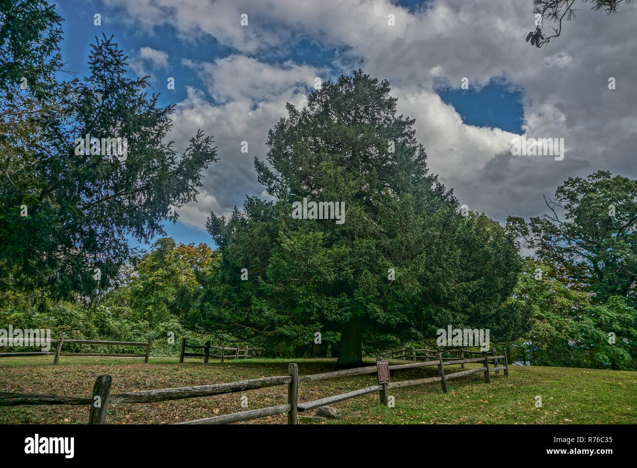 CrotonOnHudson, NY, USA The historic Croton Yews, English Yews