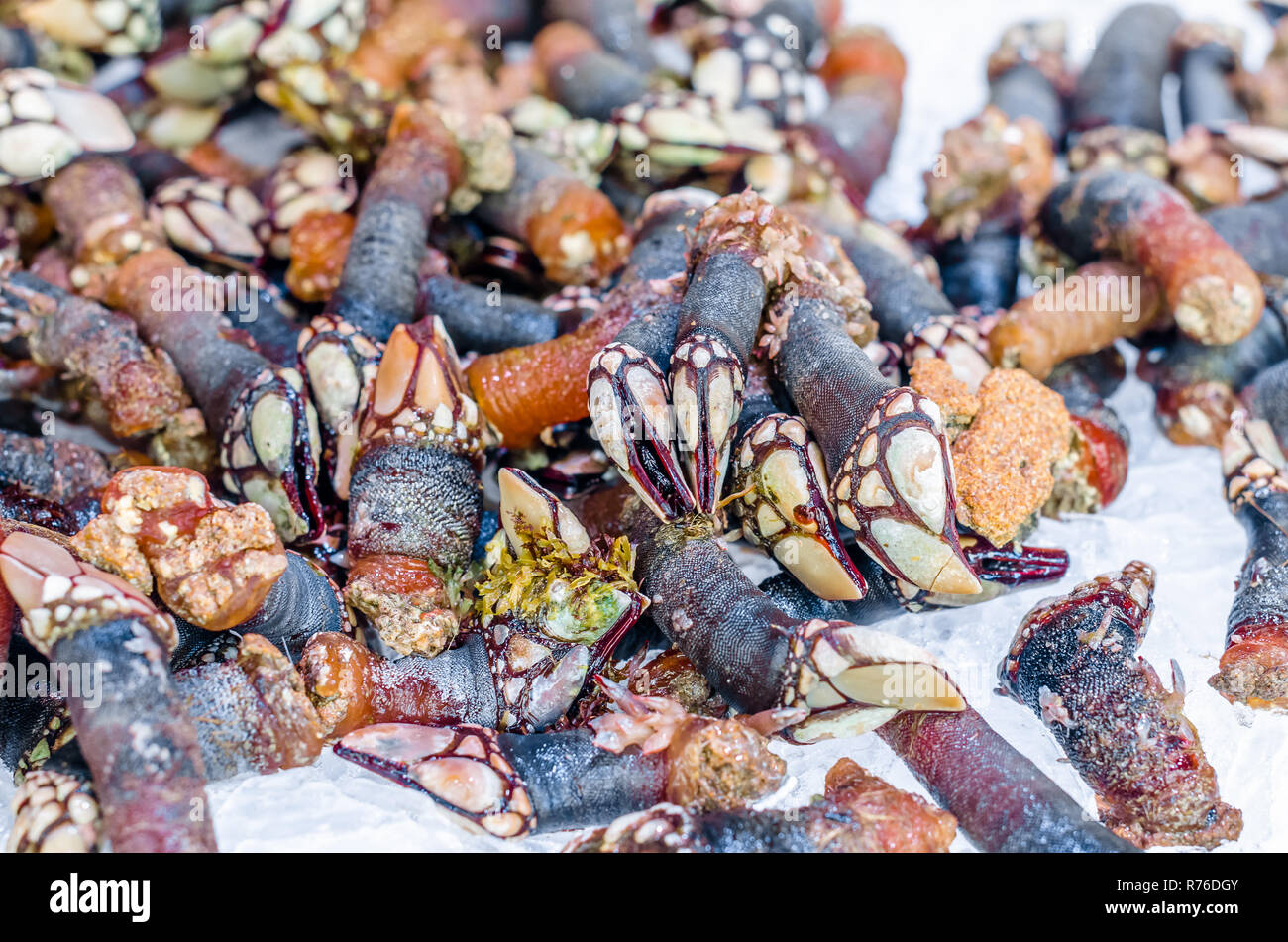 Goose barnacles in a fish market Stock Photo