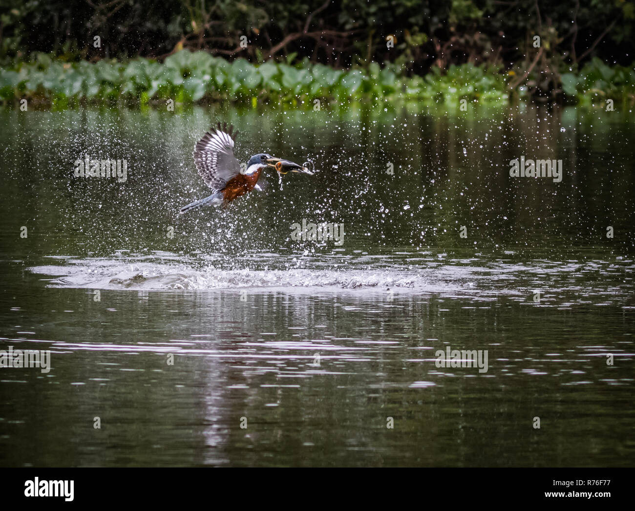 Kingfisher catches fish in the water. wildlife in Pantanal. motion Stock Photo