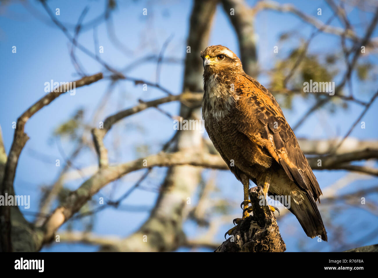 savanna hawk is a large raptor in nature on tree at Pantanal. wildlife ...