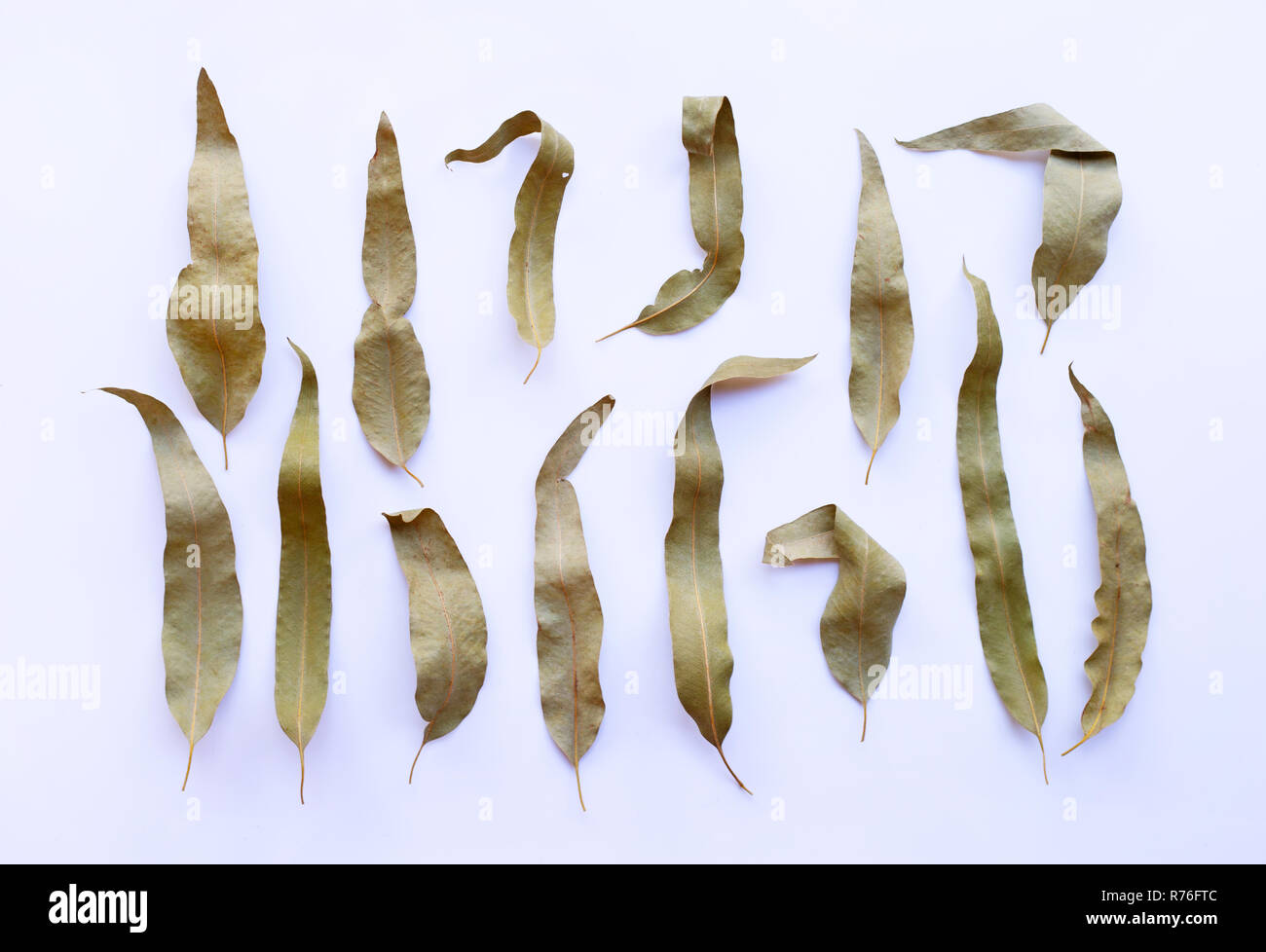 Eucalyptus dry leaves on white background Stock Photo Alamy