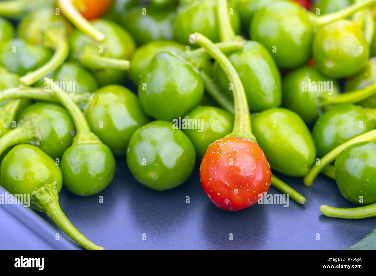 red Cherry peppers with with green. scinentific name is (Capsicum frutescens. Linn.) Stock Photo