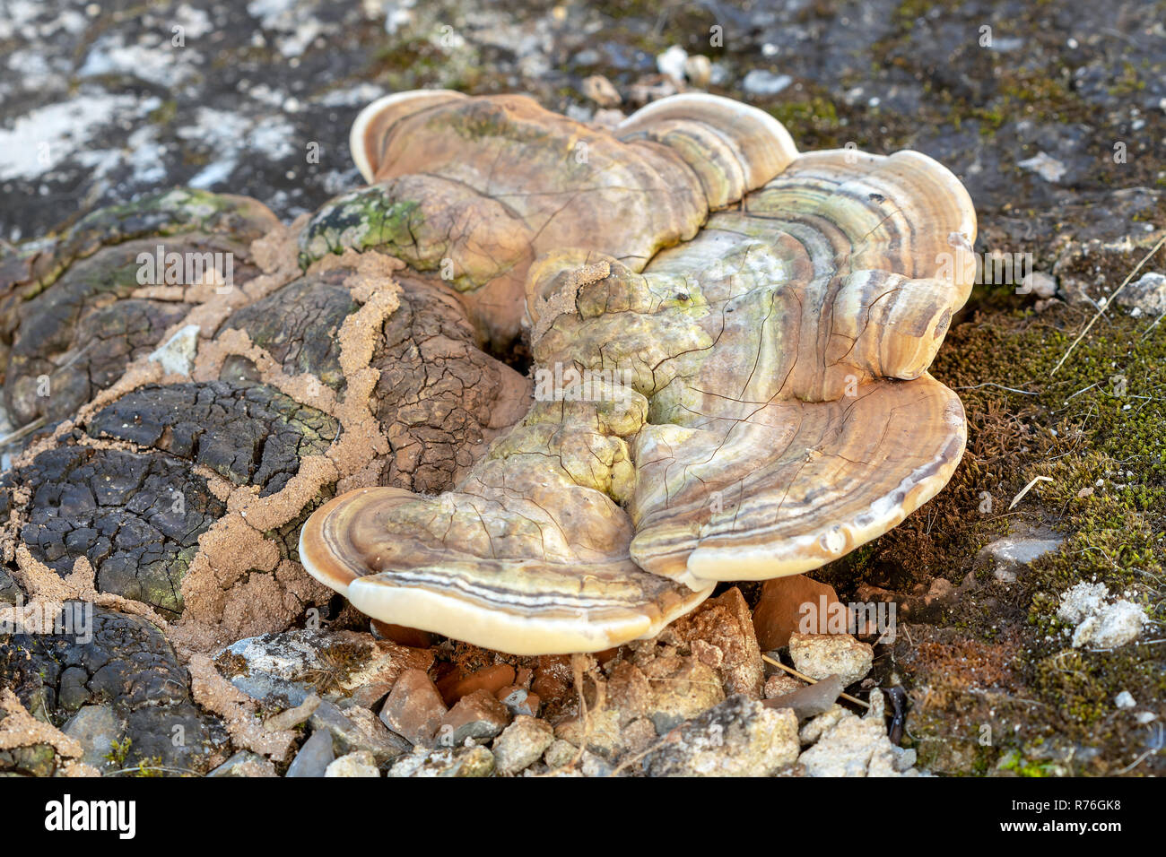 Turkey tail or Polypore mushroom on ground, Scientific name is (Trametes versicolor (L.: Fr.) Que’l.) Stock Photo