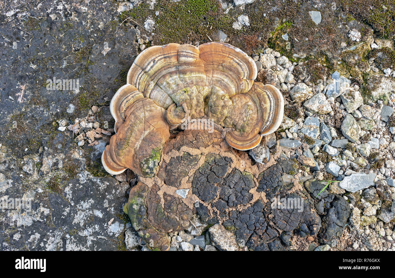 Turkey tail or Polypore mushroom on ground, Scientific name is (Trametes versicolor (L.: Fr.) Que’l.) Stock Photo