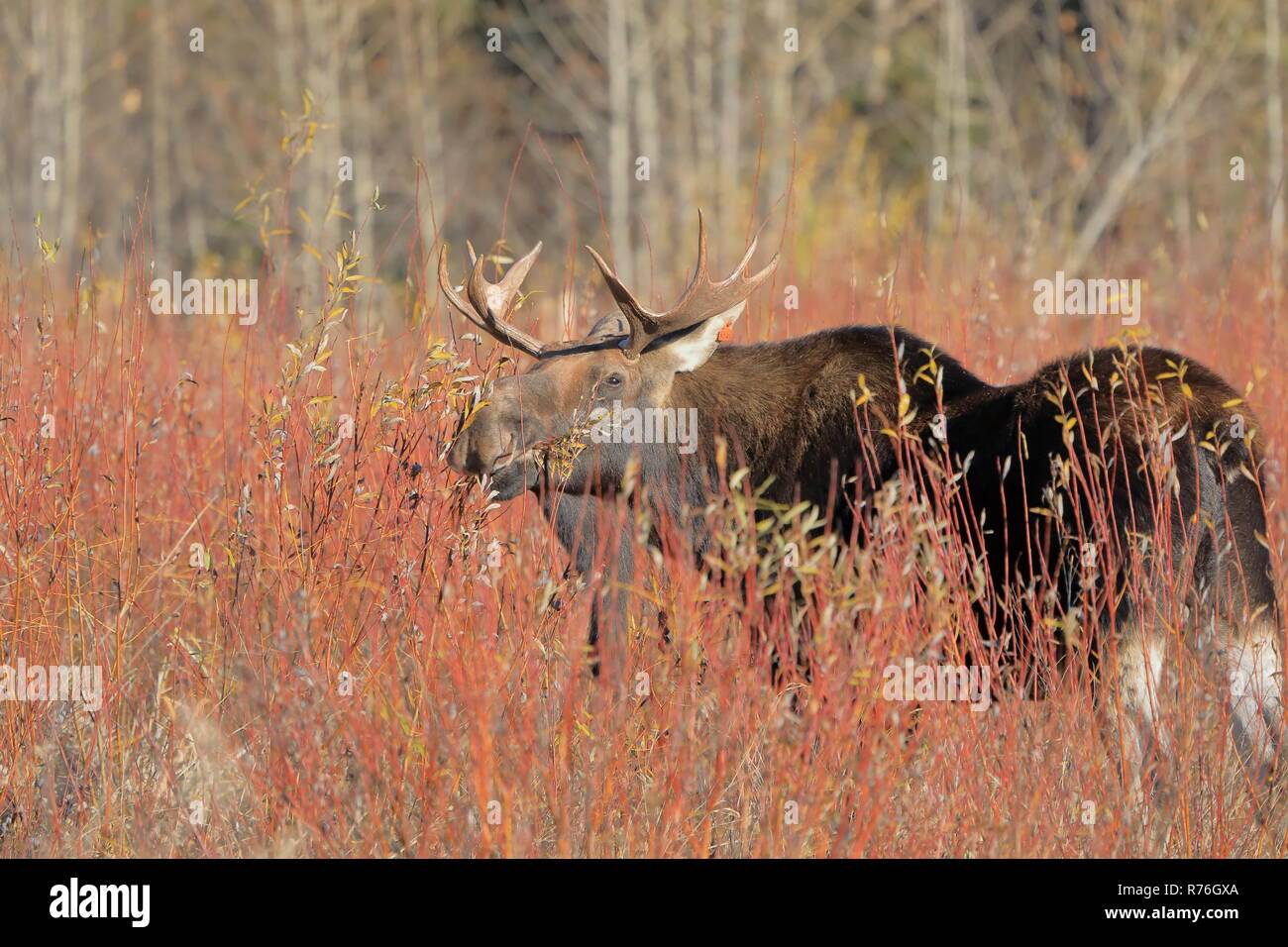 Moose eating hires stock photography and images Alamy
