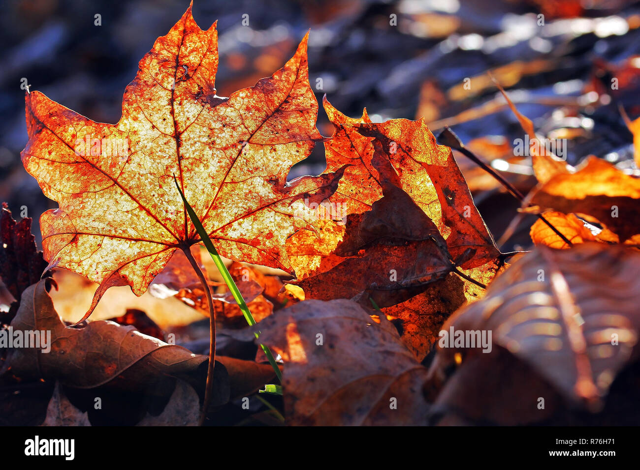red-golden autumn leaves in the back light of the sun. autumn leaves in ...