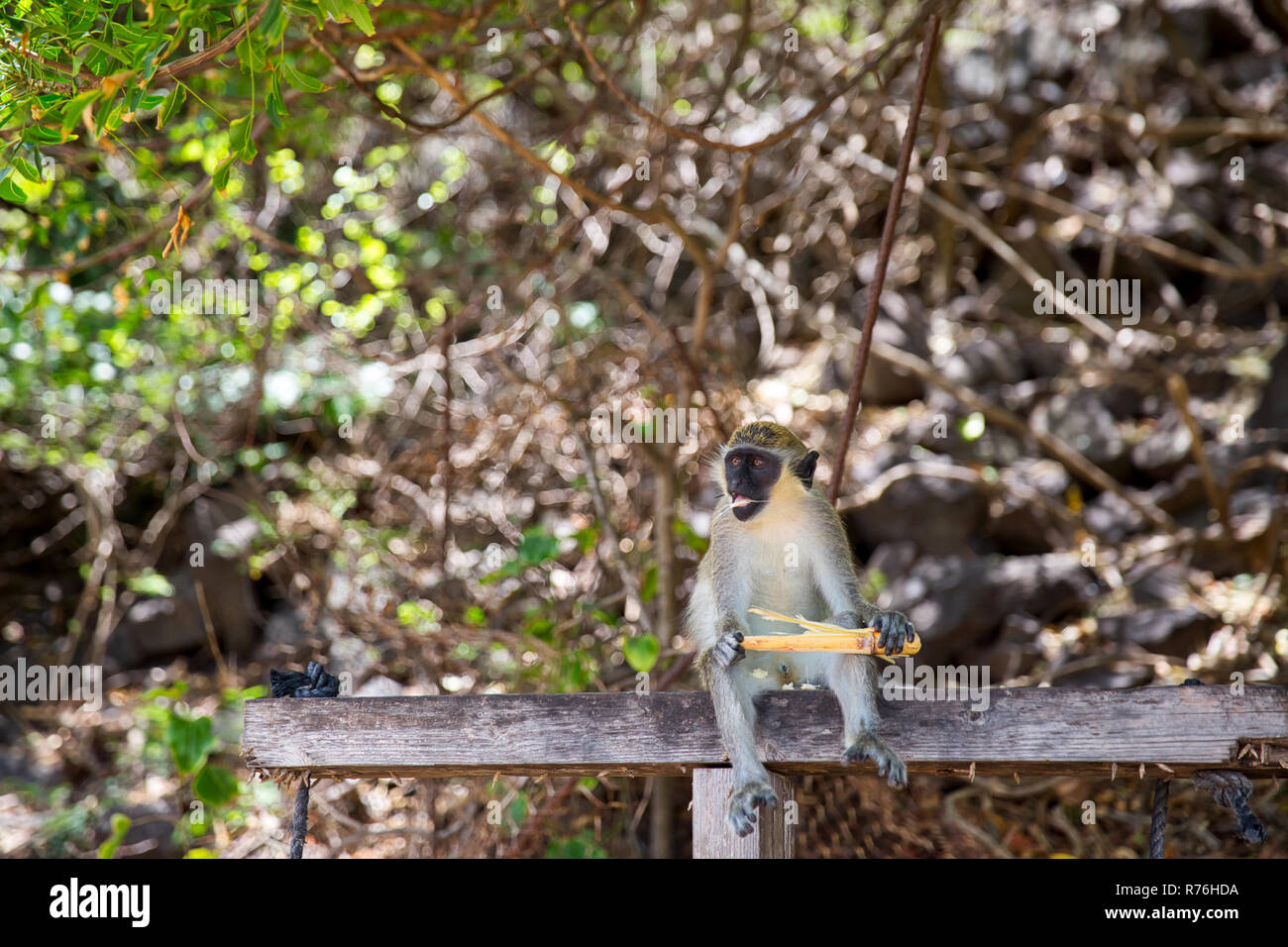 Velvet monkey on the St. Kitts Island Stock Photo Alamy