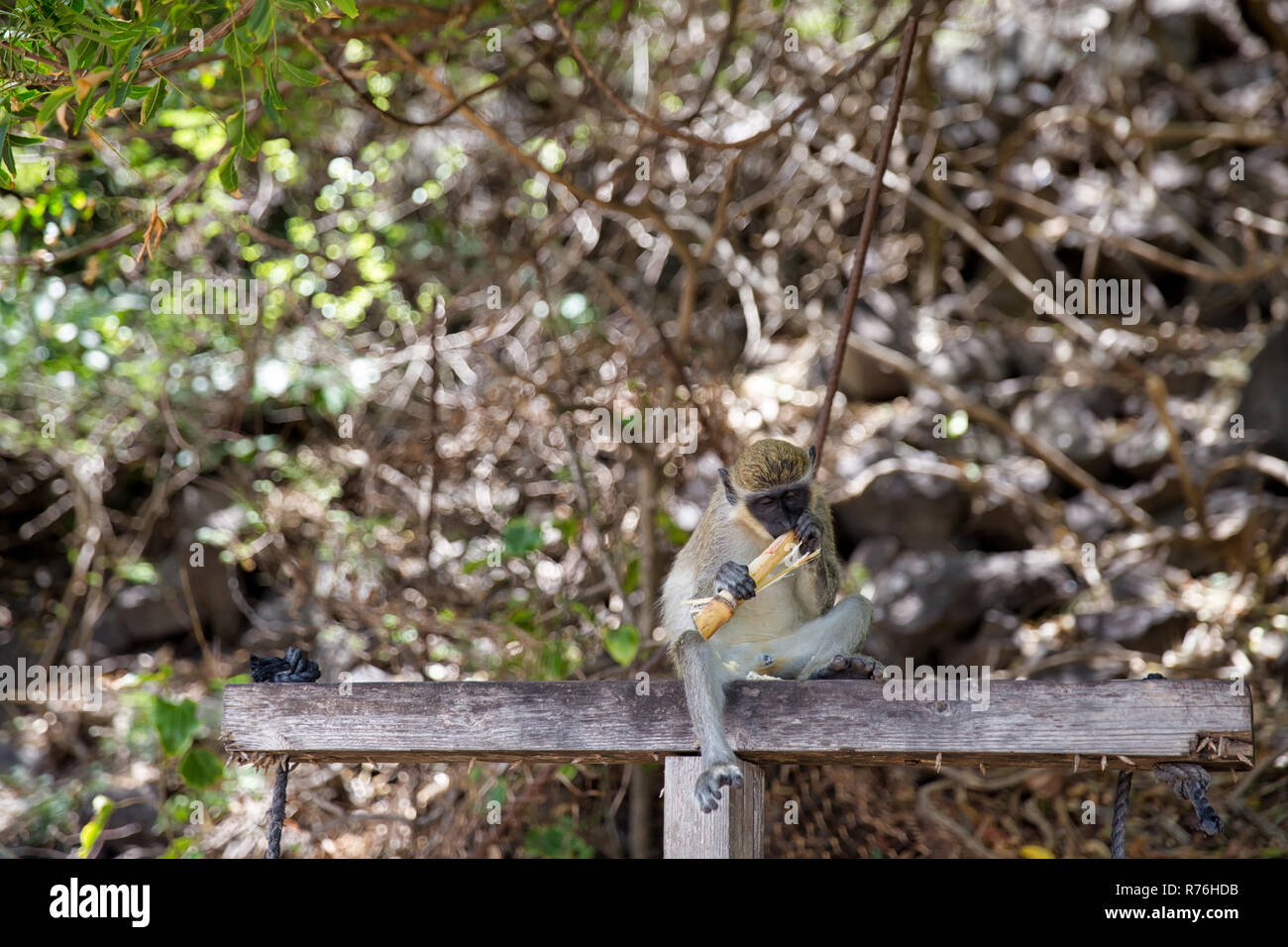 Velvet monkey on the St. Kitts Island Stock Photo Alamy