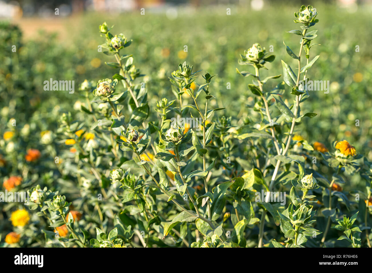 Safflower in garden hires stock photography and images Alamy