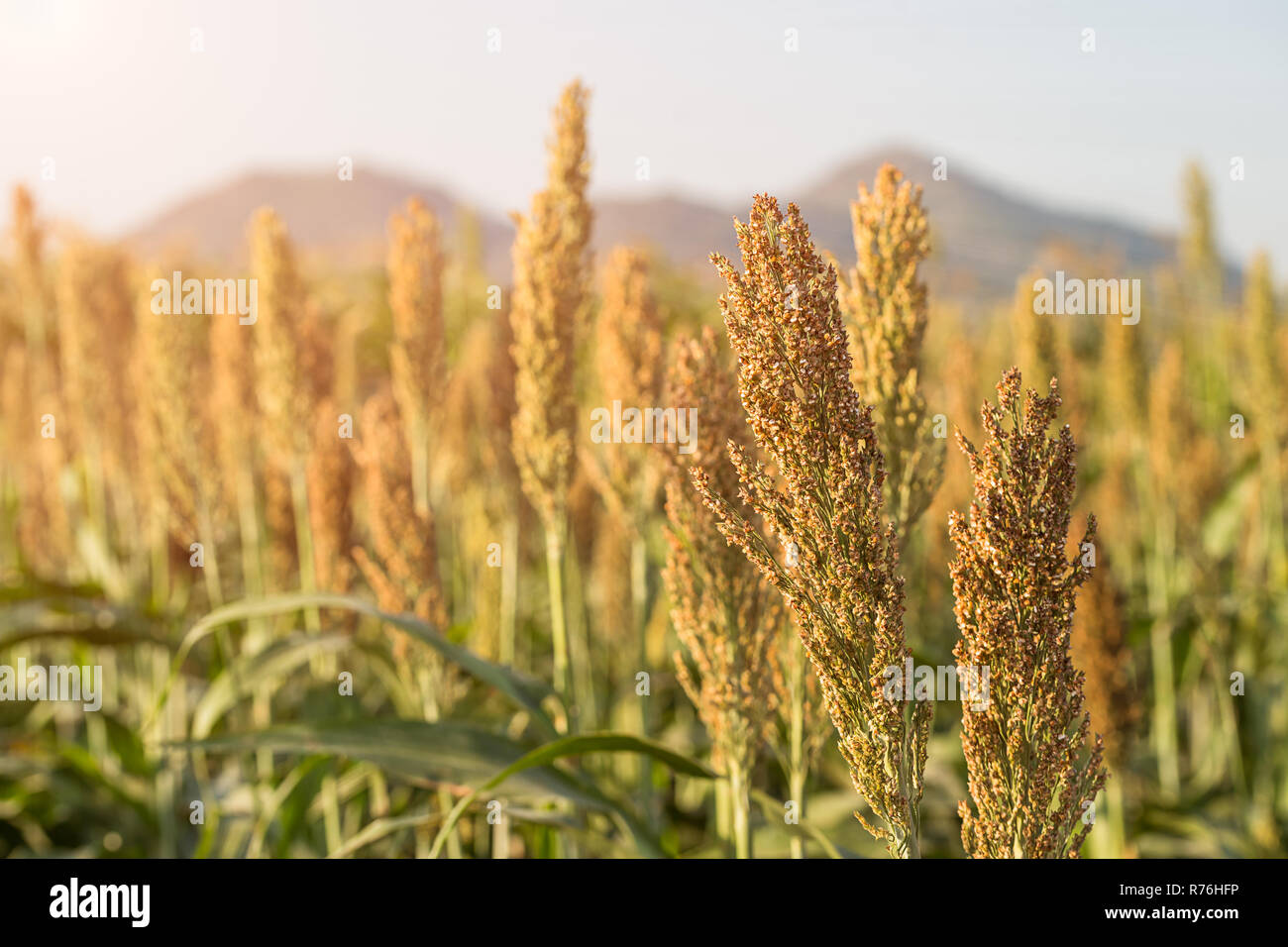 Millet or in field of feed for livestock Stock Photo Alamy