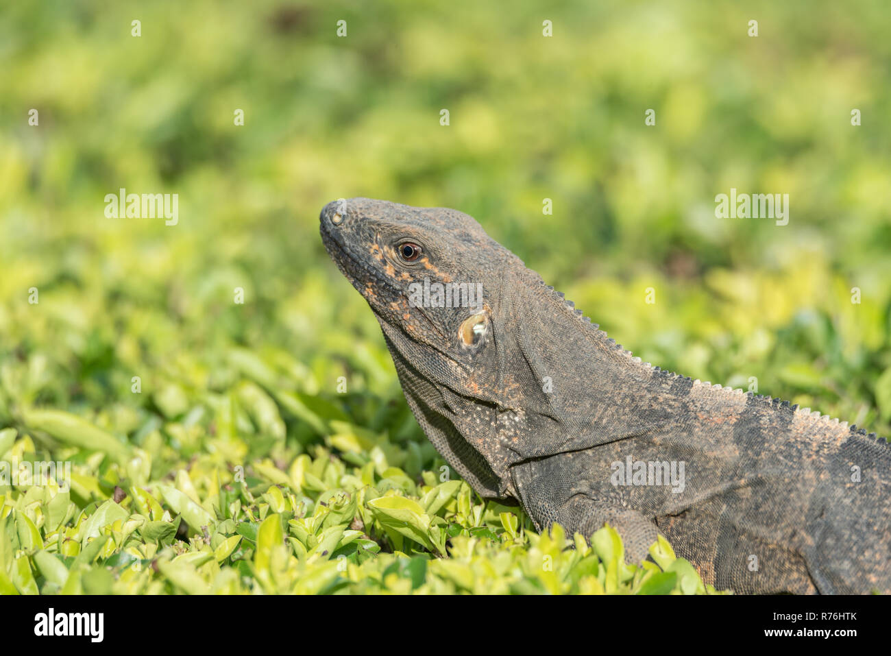 Large Black Iguana (Ctenosaura similis) sunning himself on top of a manicured bush, waits for insects to come within range. Stock Photo