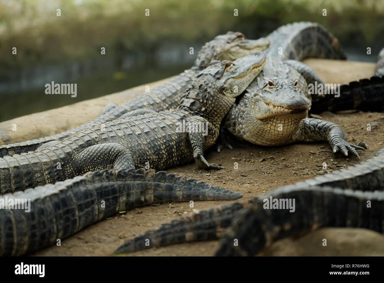 Environmental portrait of American Alligators, Alligator mississipiensis, huddling together in an enclosure of a Crocodile Farm Stock Photo