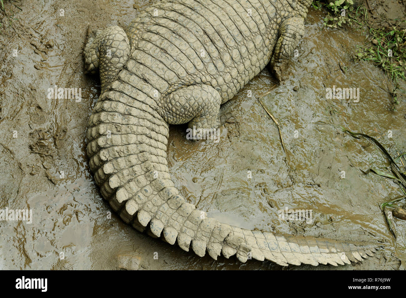 Curved tail of Nile Crocodile, Crocodylus niloticus, with lines and patterns, resting in wet mud Stock Photo