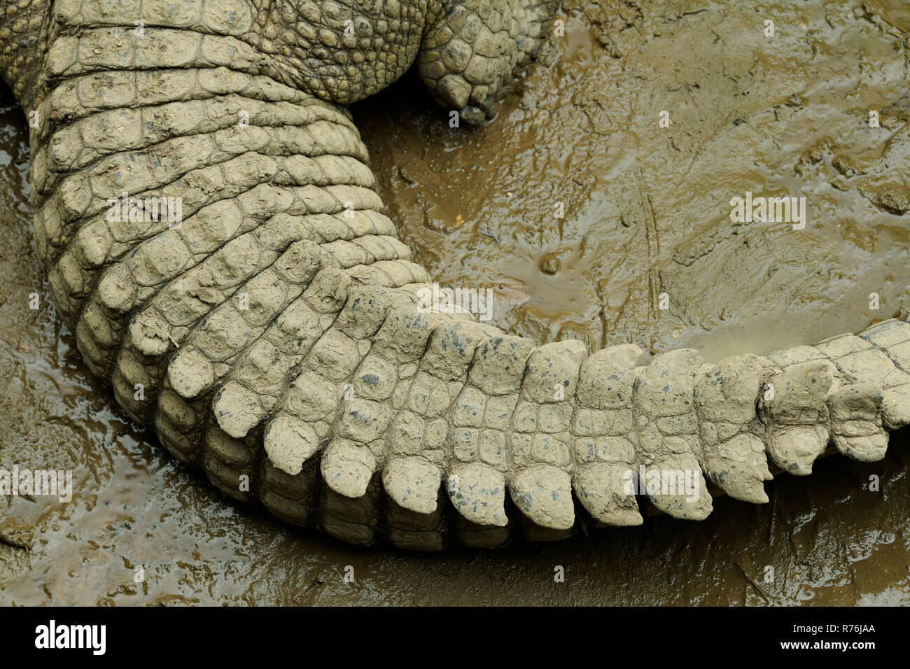 Durban, KwaZulu-Natal, South Africa, close-up, detail, rows and patterns on curved tail, Nile Crocodile, Crocodylus niloticus, animal lying on wet mud Stock Photo