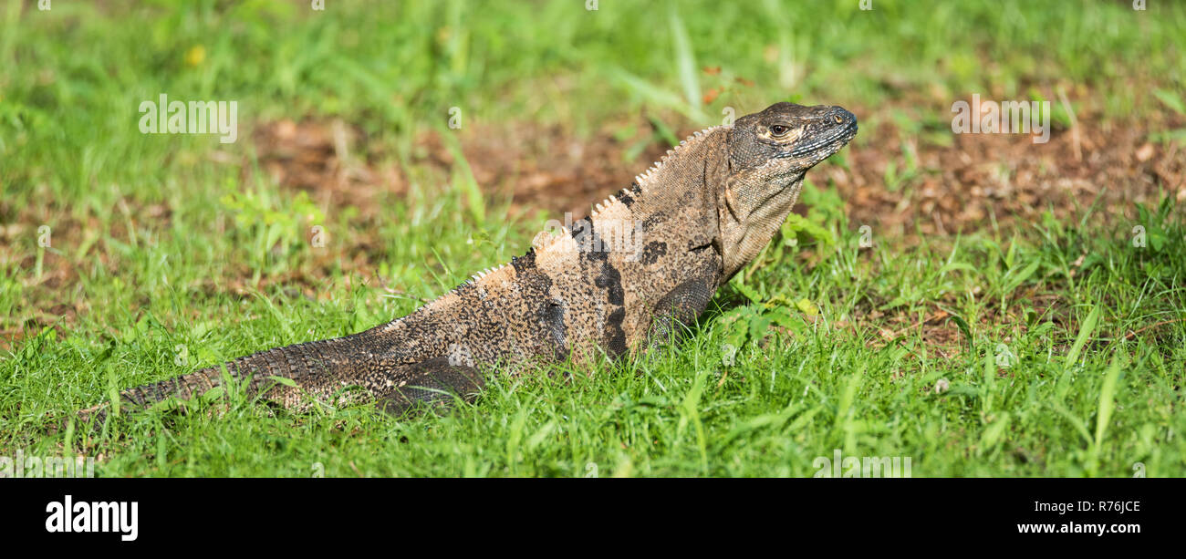 Sleepy Large Black Iguana (Ctenosaura similis) sunning himself in a grassy field. Stock Photo