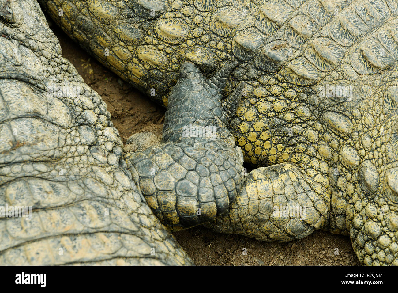 KwaZulu-Natal, South Africa, body parts of Nile Crocodile, Crocodylus niloticus, touching one another in captive conditions of animal farm Stock Photo