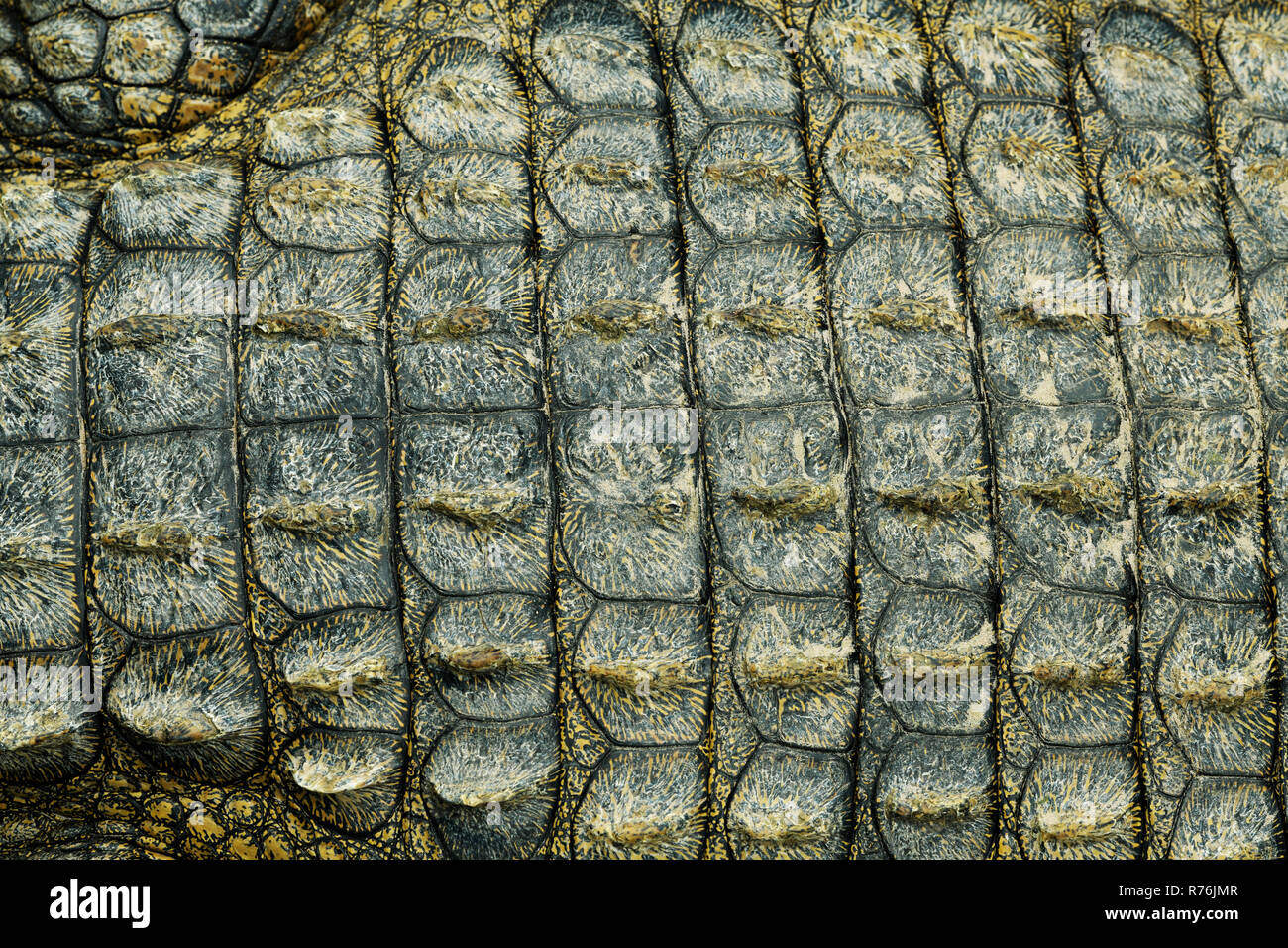 Durban, KwaZulu-Natal, South Africa, lines and shapes in natural pattern, close-up, detail of captive bred Nile Crocodile skin, Crocodylus niloticus Stock Photo