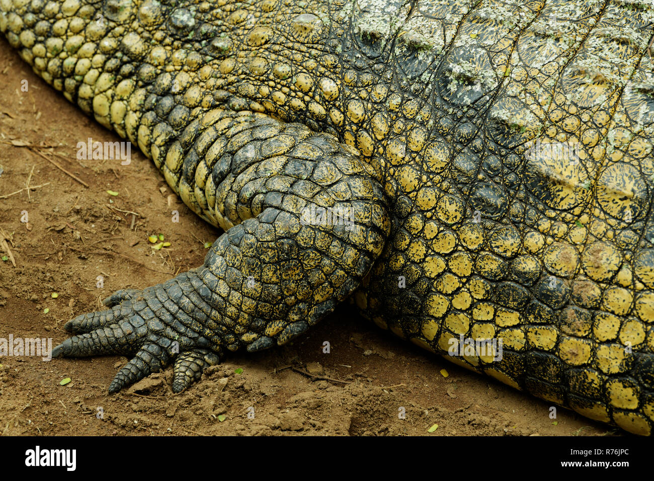 Durban, KwaZulu-Natal, South Africa, close-up, detail, adult Nile Crocodile, Crocodylus niloticus, skin and foot, patterns of animal camouflage Stock Photo