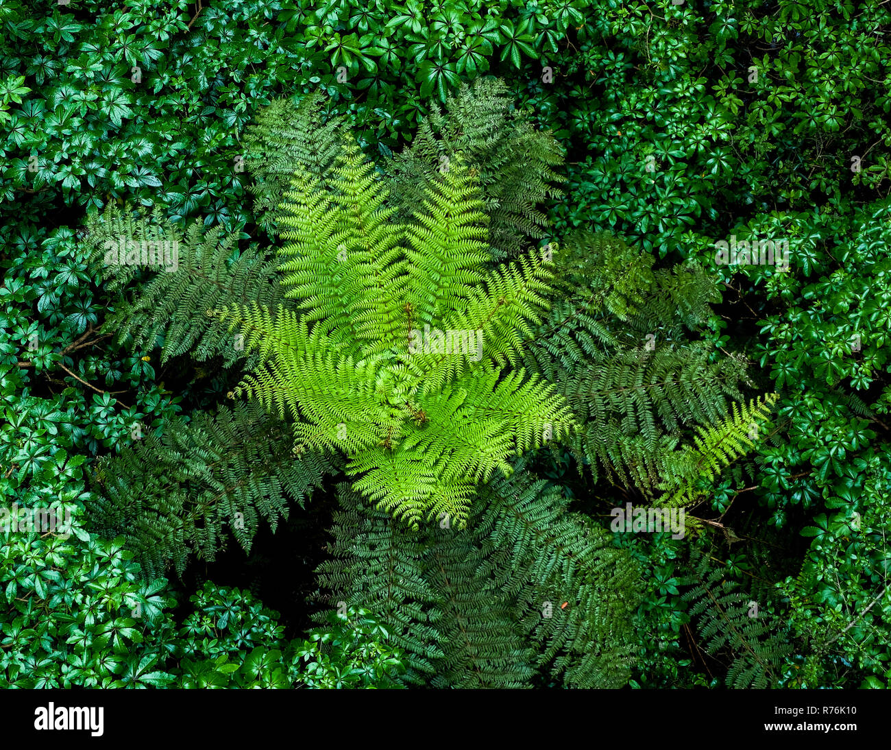 Natives of new zealand hires stock photography and images Alamy