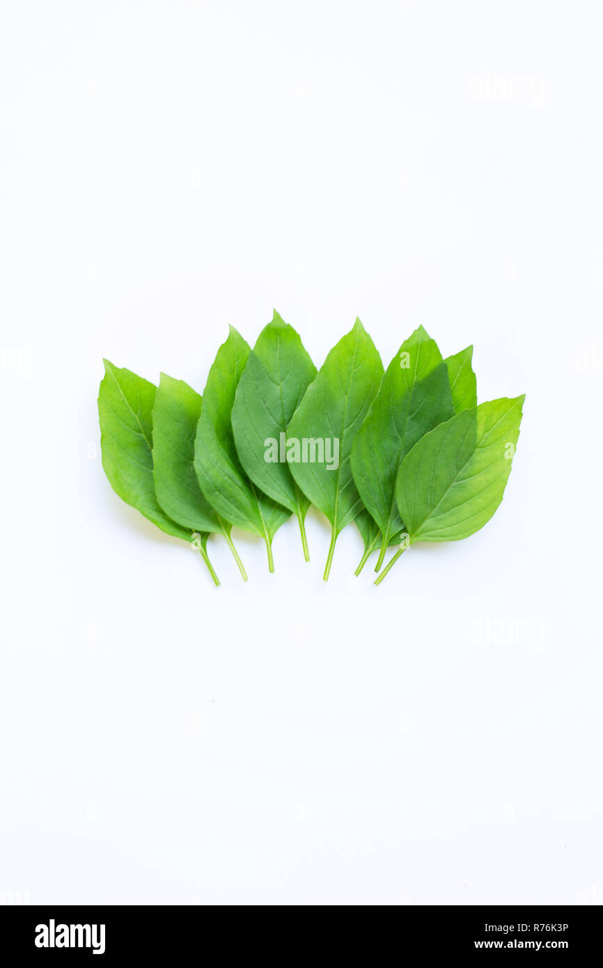 Sweet basil leaves on white background. Stock Photo