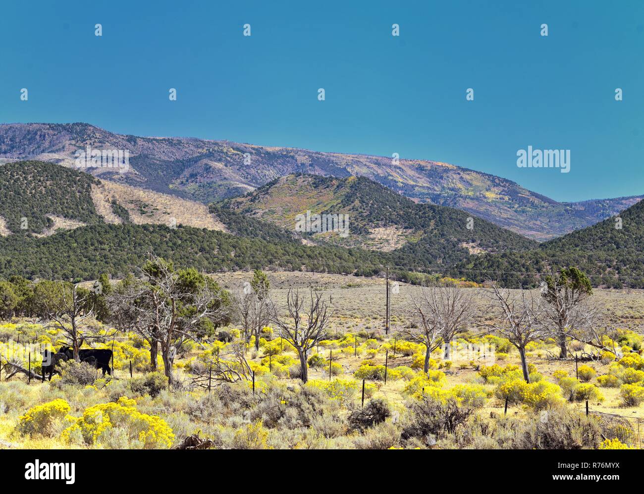 Utah Rocky Mountain Wasatch Panoramic Landscapes by Fishlake National