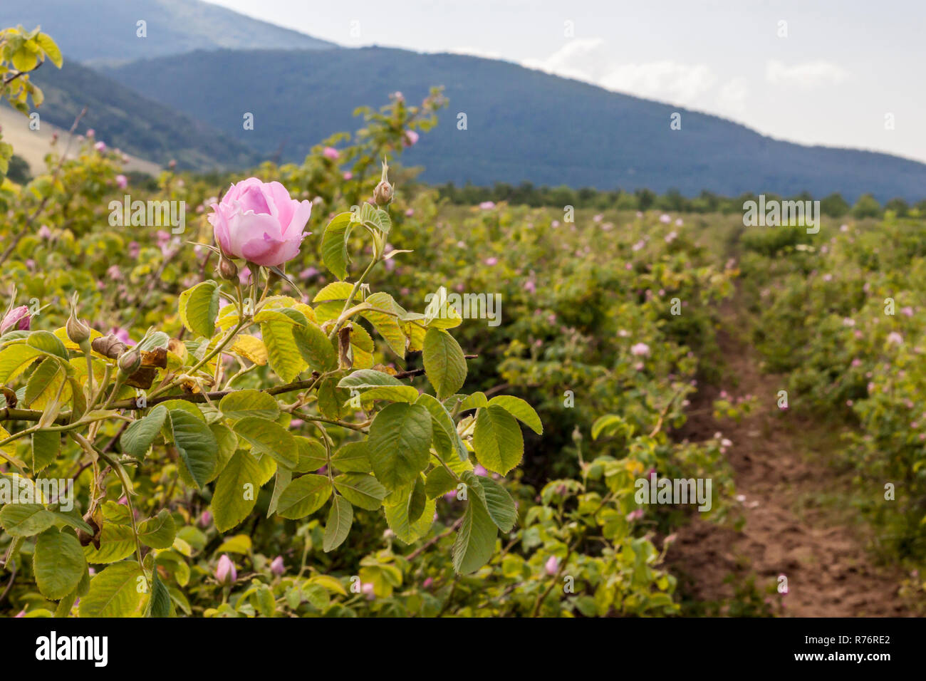 Bulgarian Rose Oil Stock Photos & Bulgarian Rose Oil Stock Images - Alamy