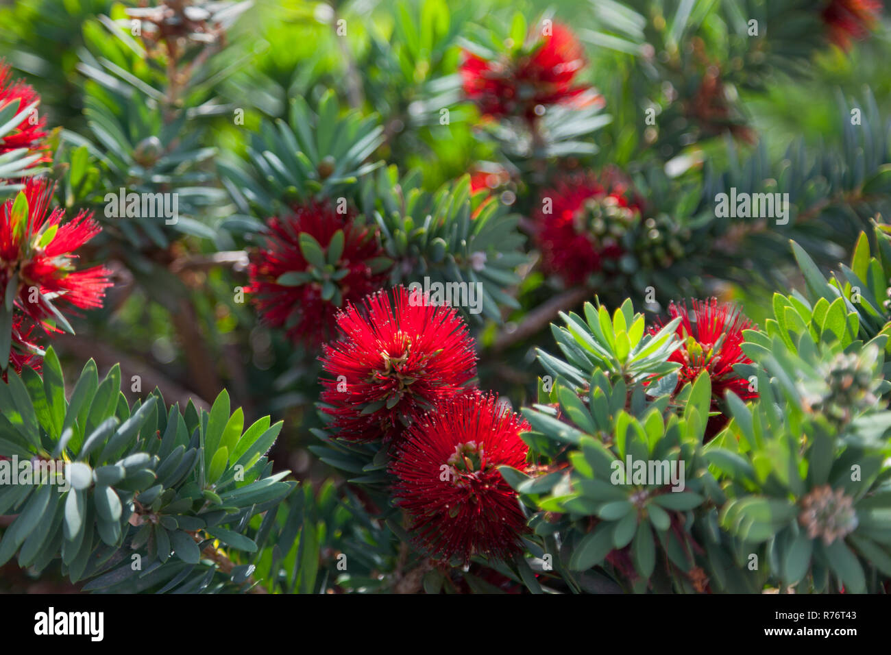 Bottlebrush bush flowers and plant Stock Photo