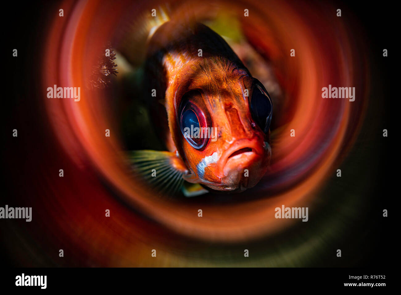 Curious Longjaw Squirrelfish surrounded by beautiful colorful swirls effect reflecting his own colors. Stock Photo