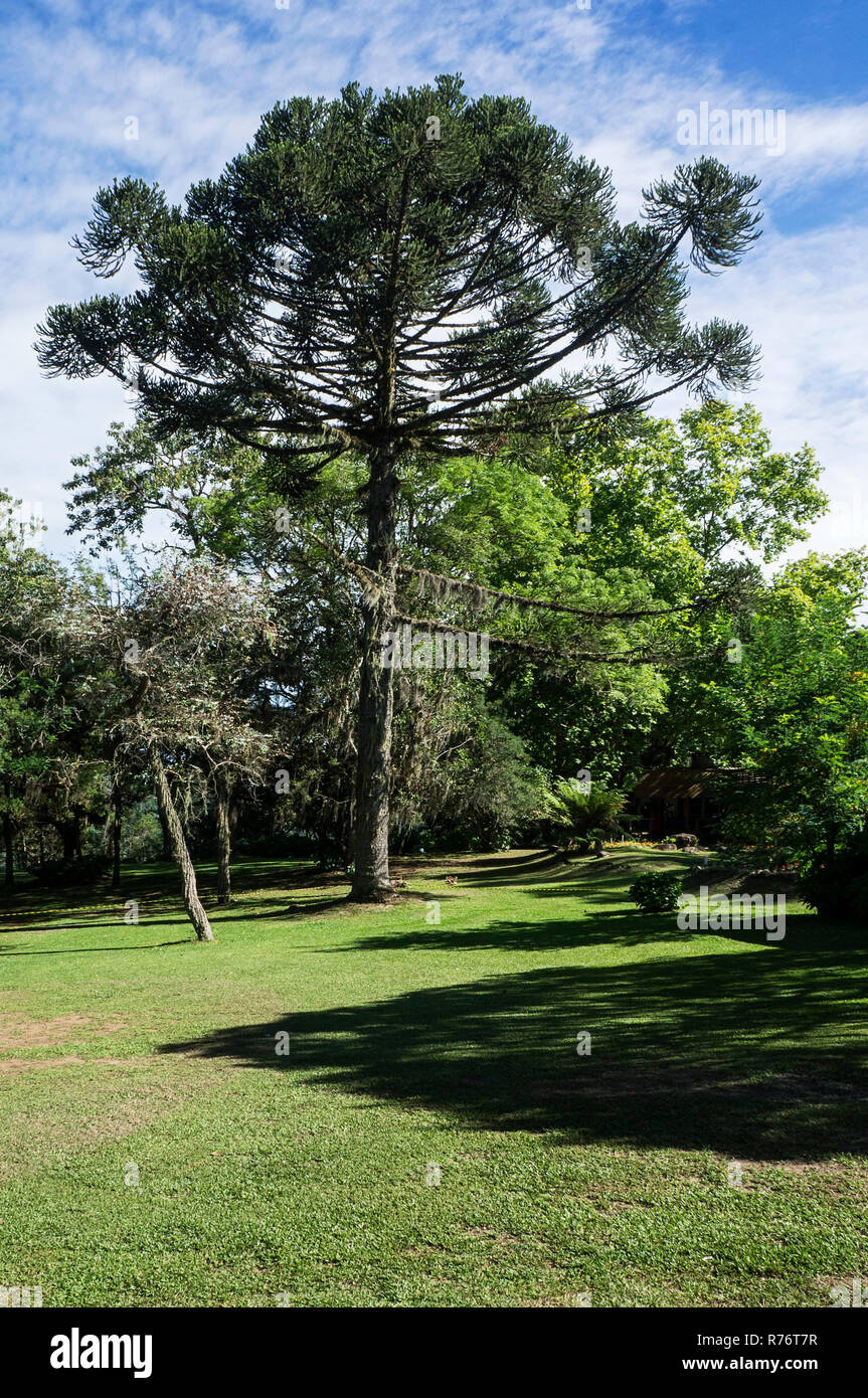 araucaria forest landscape environment protection lawn Stock Photo