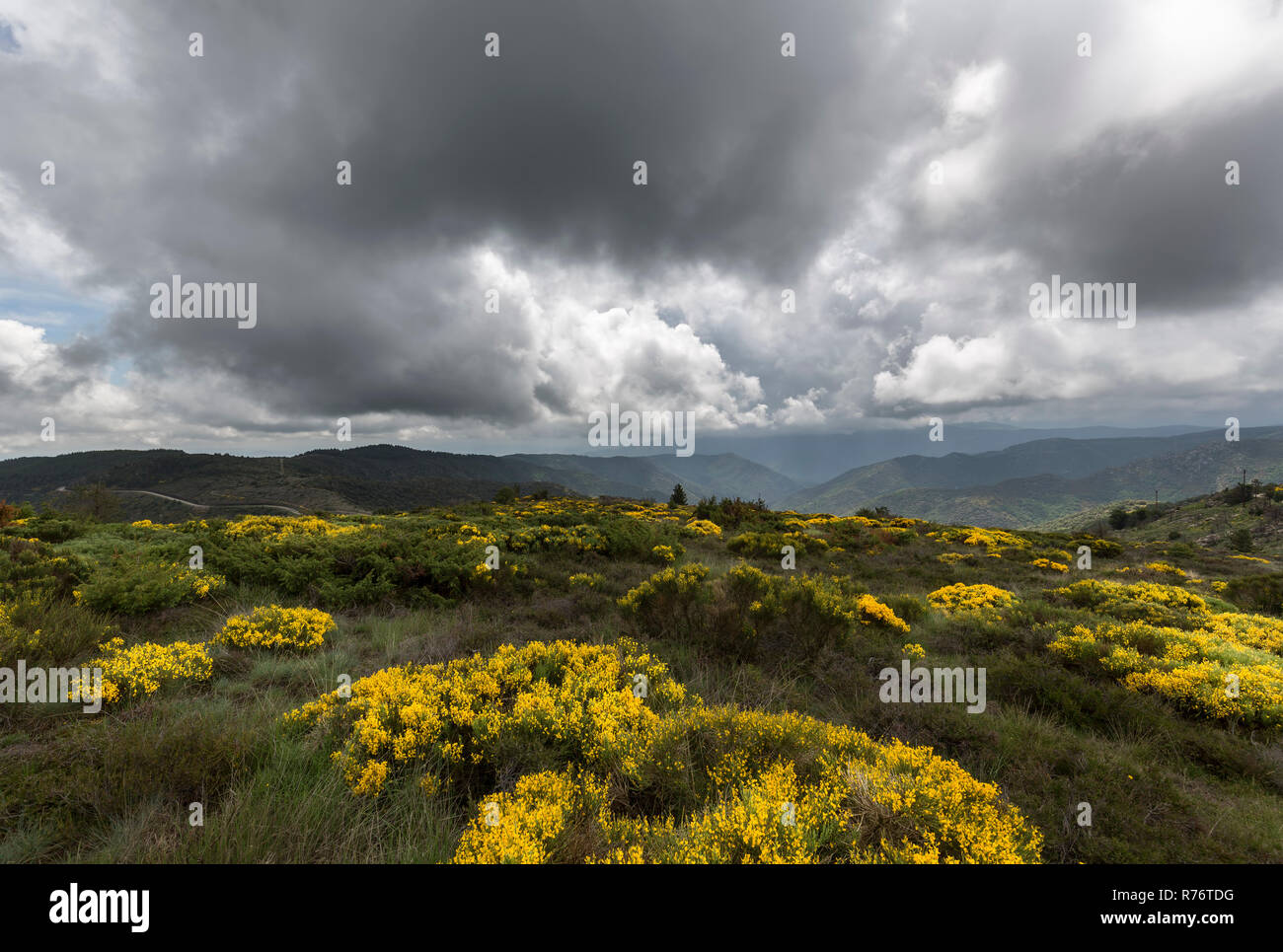 blossoming broom (genista) in the cÃ©vennes,france Stock Photo