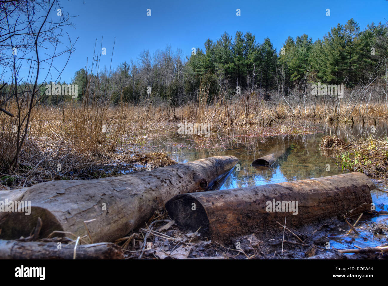 Wetland landscape fallen trees hi-res stock photography and images - Alamy