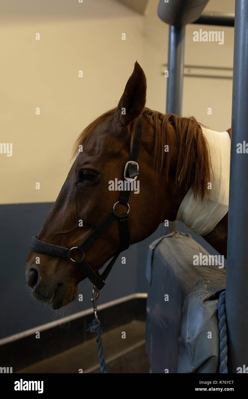 Injured horse in hospital Stock Photo