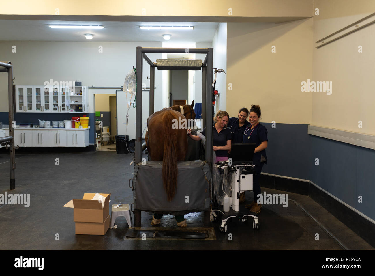 Group of surgeons examining a horse in hospital Stock Photo