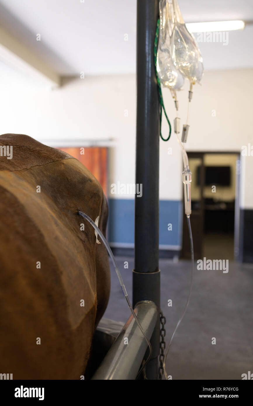 Intravenous High Resolution Stock Photography and Images Alamy