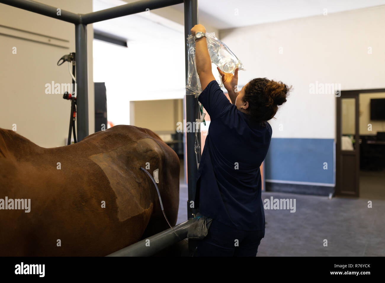 Veterinary horse intravenous hires stock photography and images Alamy