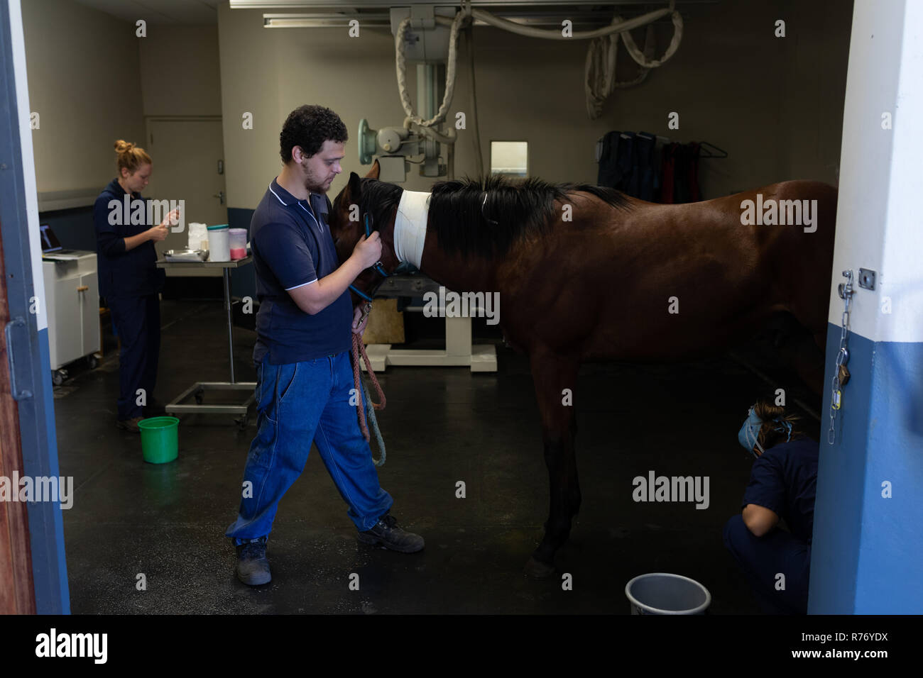Medical team examining horse in hospital Stock Photo